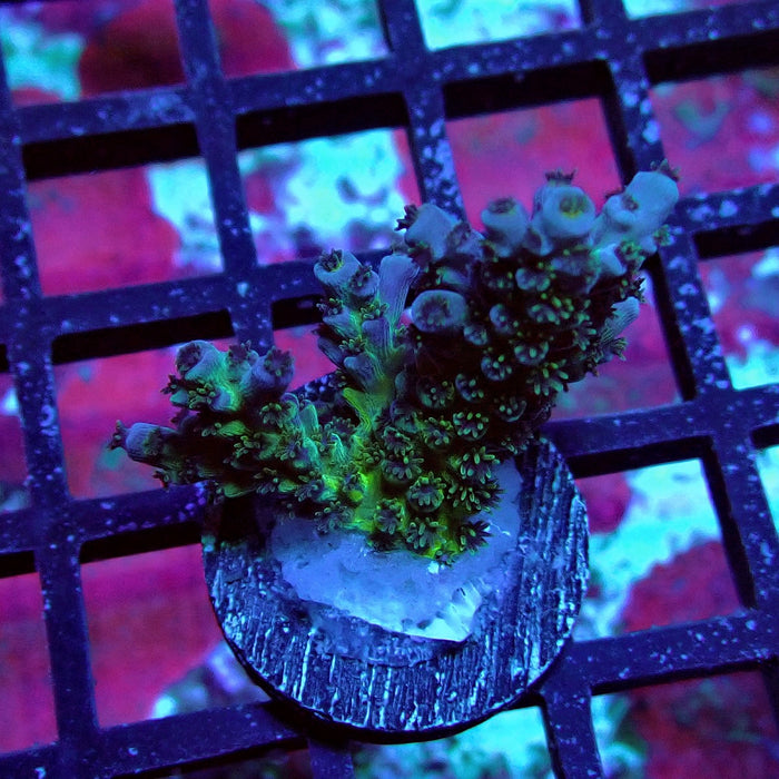 Blue Pink Scale Tenuis Acro