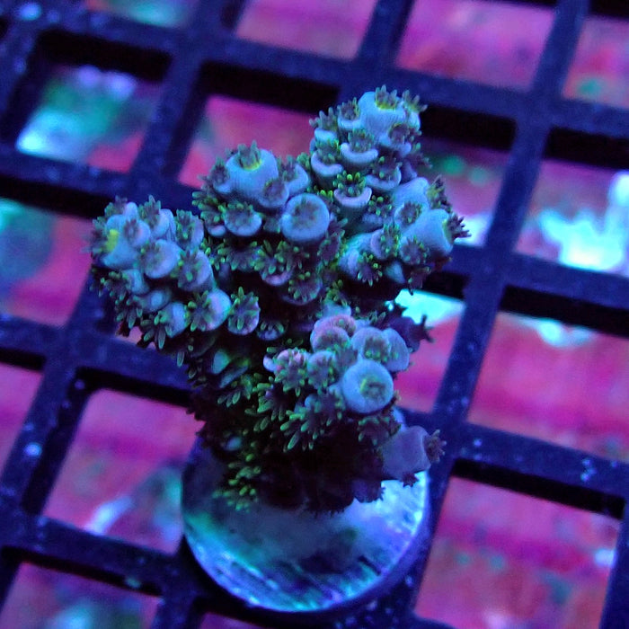 Blue Pink Scale Tenuis Acro