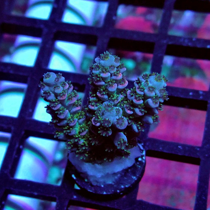 Blue Pink Scale Tenuis Acro