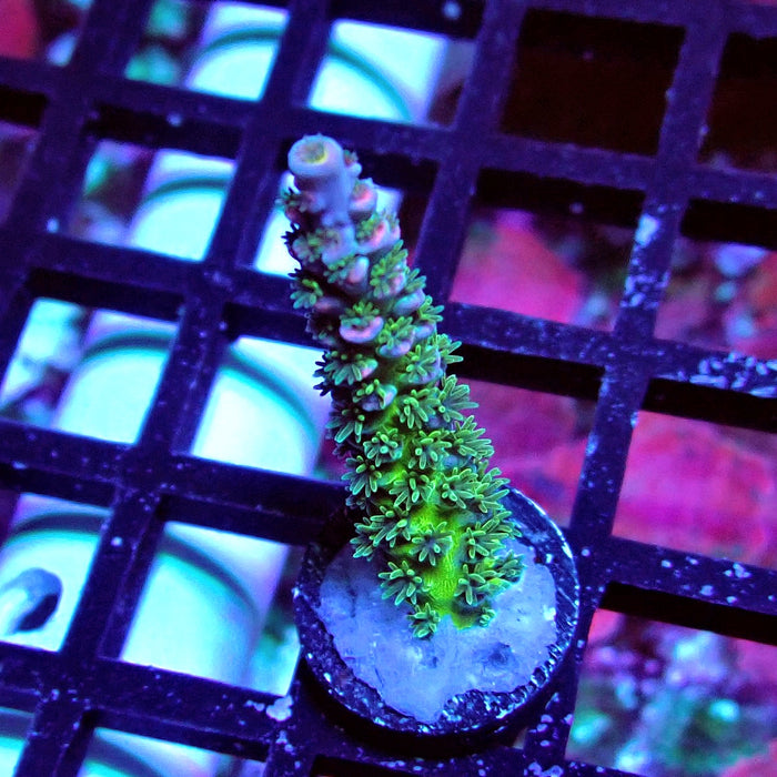 REx Green Blue Pink Scale Tenuis Acro