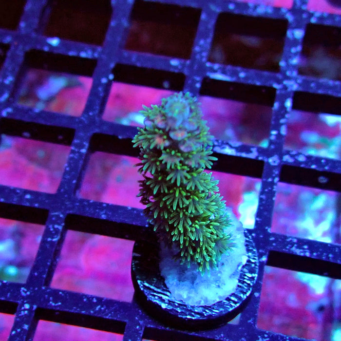 REx Green Blue Pink Scale Tenuis Acro
