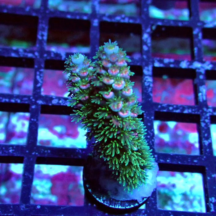 REx Green Blue Pink Scale Tenuis Acro