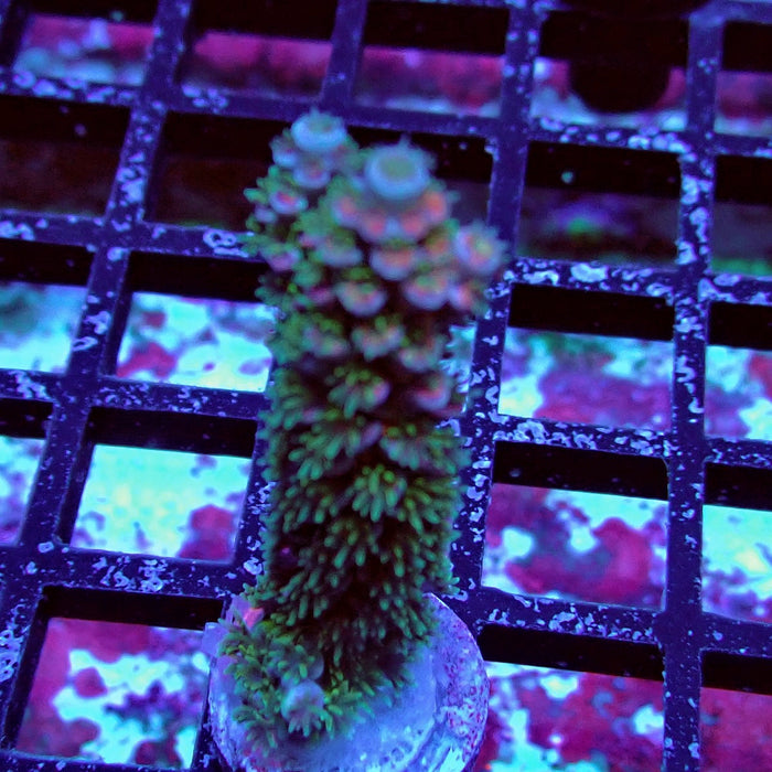 REx Green Blue Pink Scale Tenuis Acro