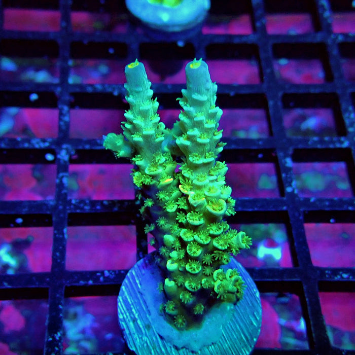 Green Orange Polyps Tenuis Acro