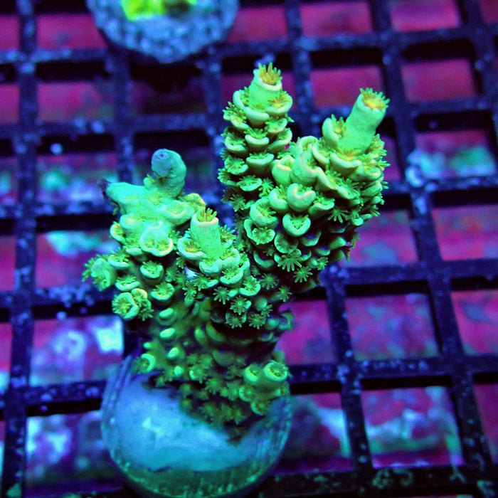 Green Orange Polyps Tenuis Acro