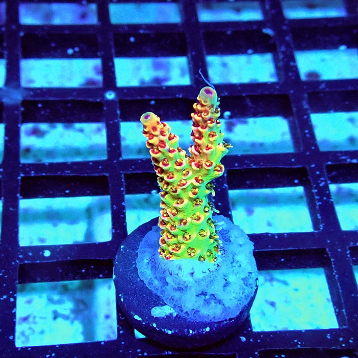 REx Apache Quadricolor Acro