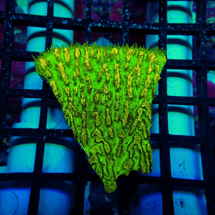 JF Lime Light Hydnophora (Hydnophora exesa)