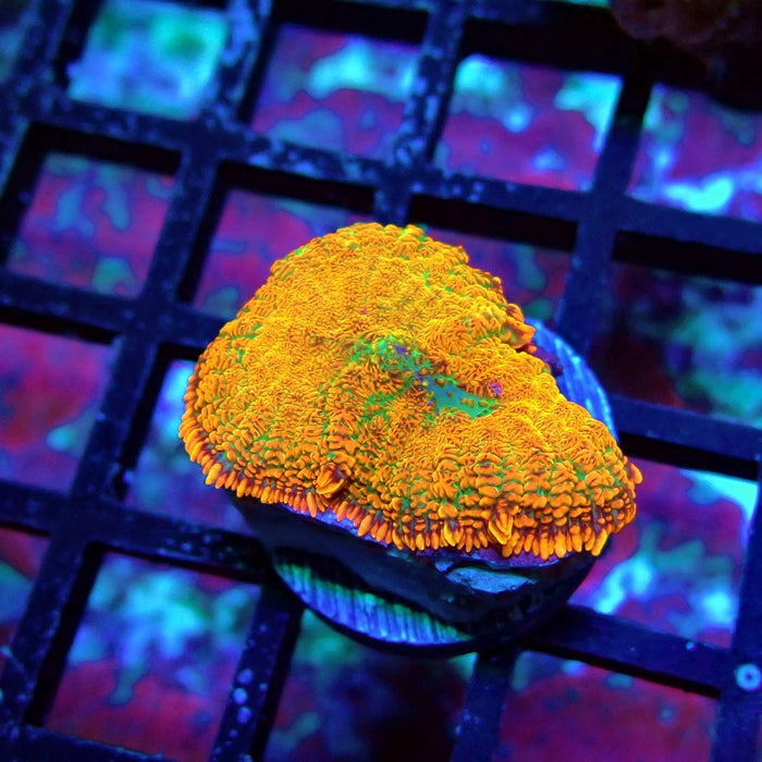 Orange Rhodactis