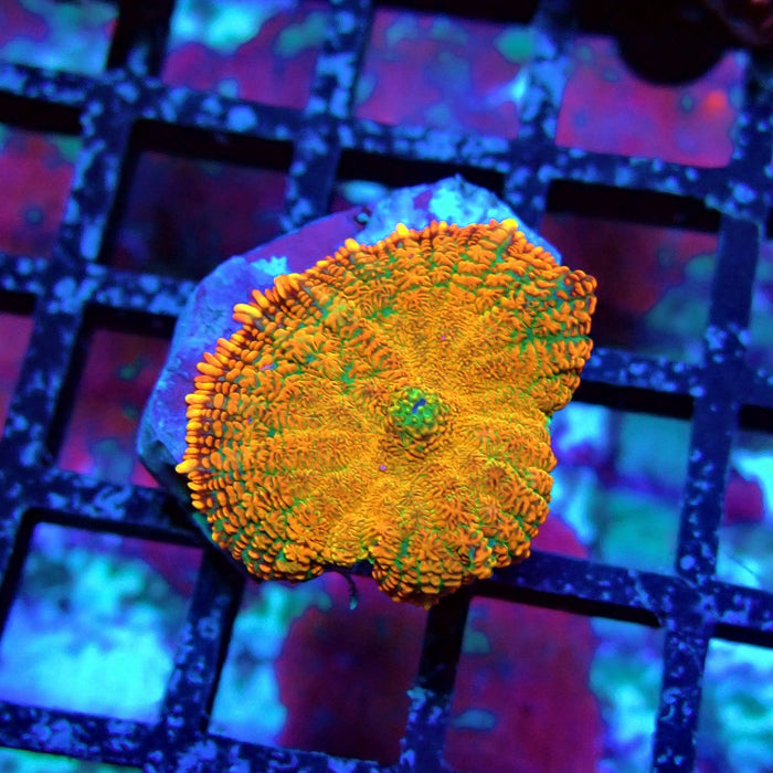 Orange Rhodactis