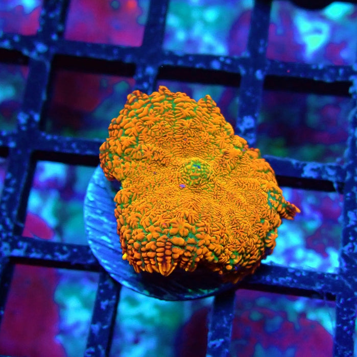 Orange Rhodactis