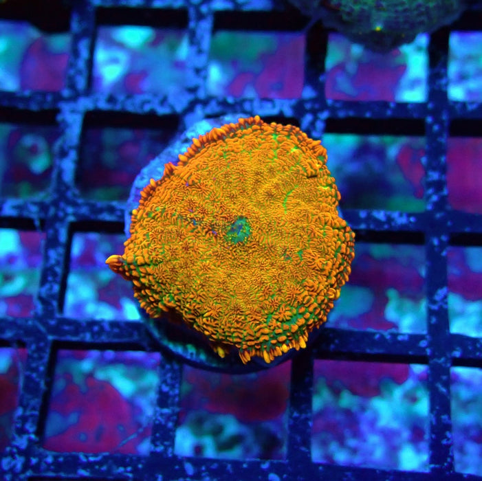 Orange Rhodactis