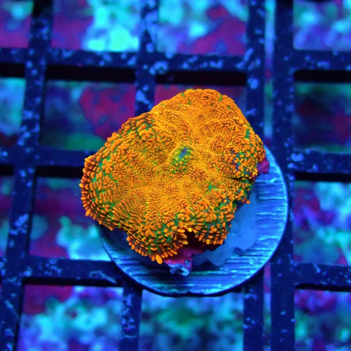 Orange Rhodactis