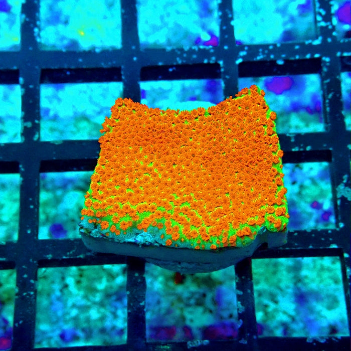 Red Lime Monti Frag