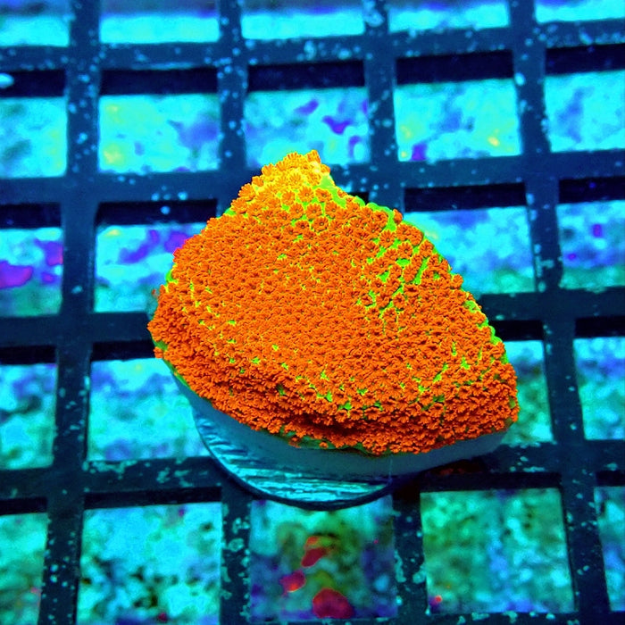 Red Lime Monti Frag