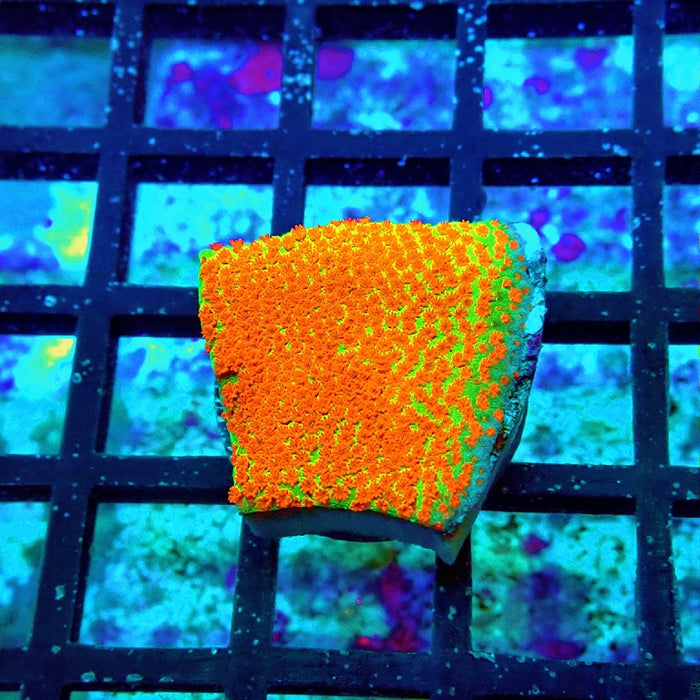Red Lime Monti Frag
