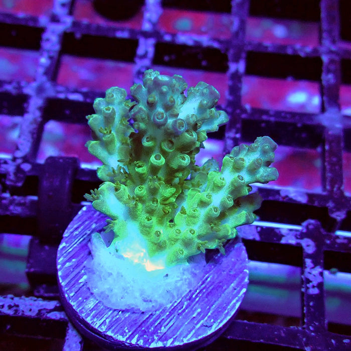 Purple Desalwii Acro Frag