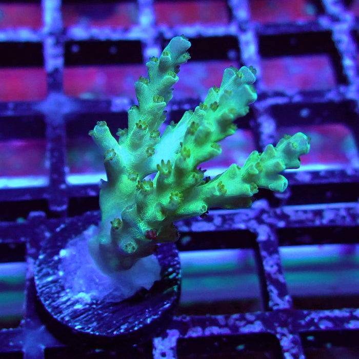 Purple Desalwii Acro Frag