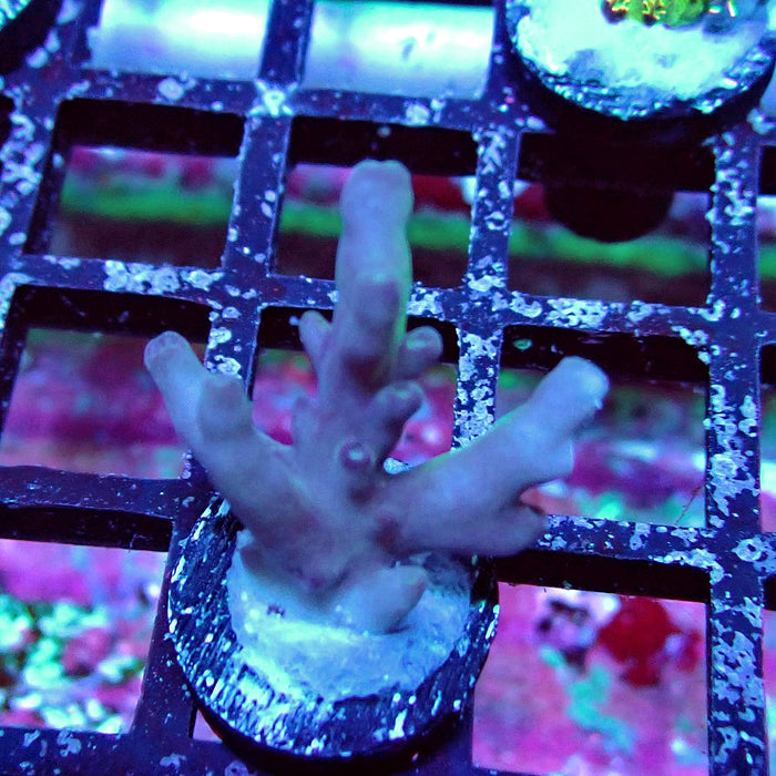 Purple Caroliniana Acro