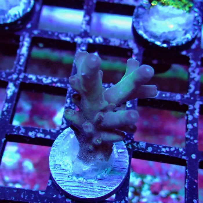 Purple Caroliniana Acro