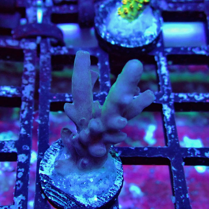 Purple Caroliniana Acro
