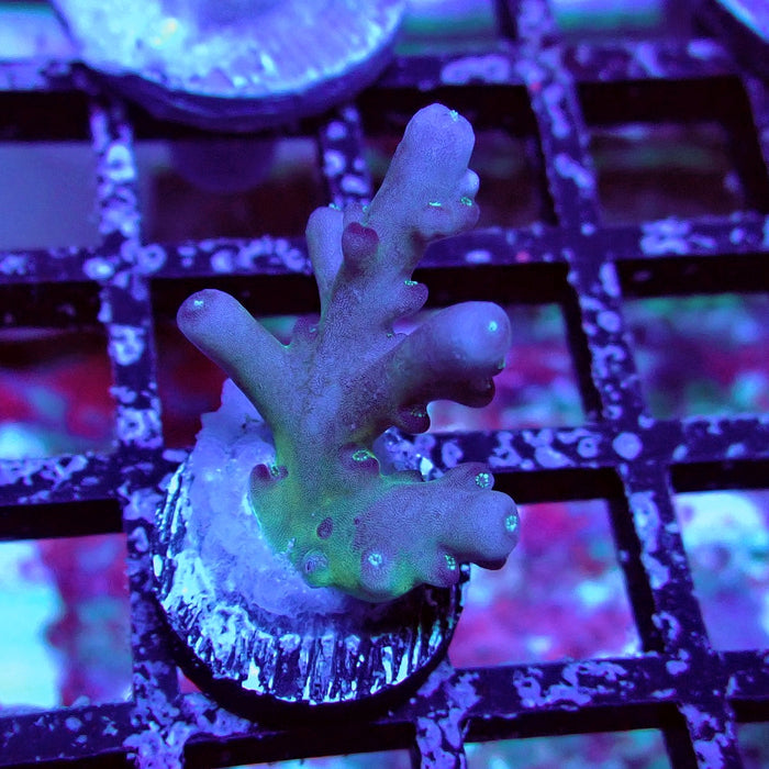 Purple Caroliniana Acro