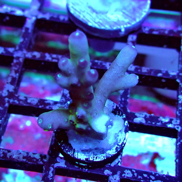 Purple Caroliniana Acro