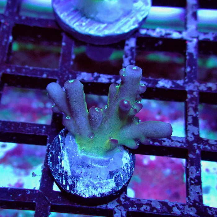 Purple Caroliniana Acro