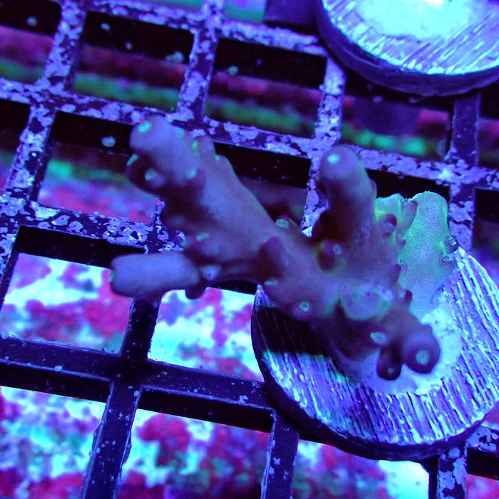 Purple Caroliniana Acro