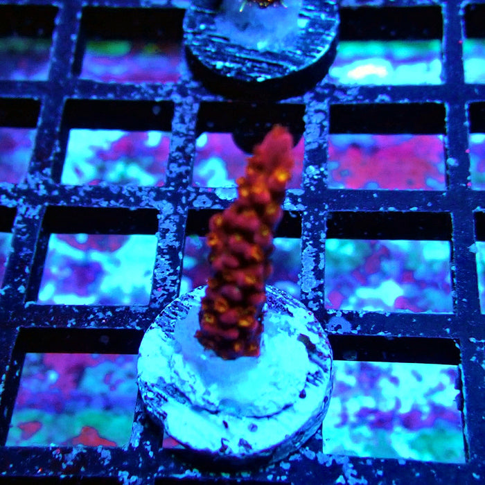 PC Rainbow Acro
