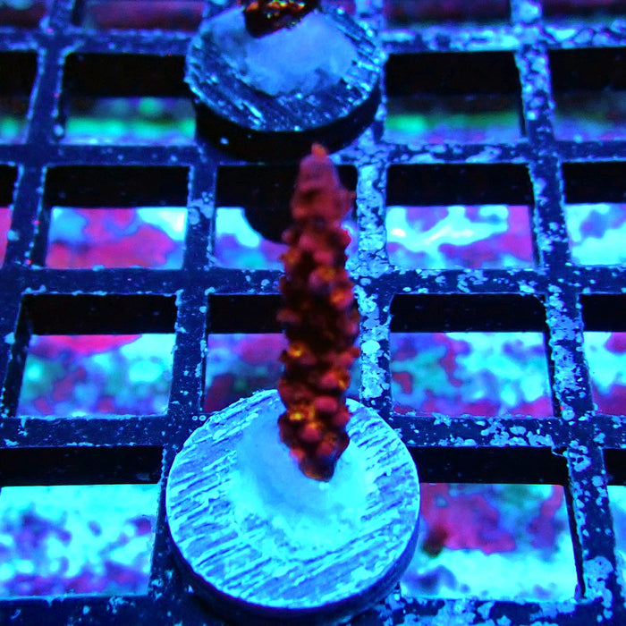 PC Rainbow Acro