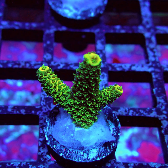 Ultra Green Mille Acro
