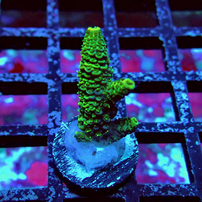 Ultra Green Mille Acro