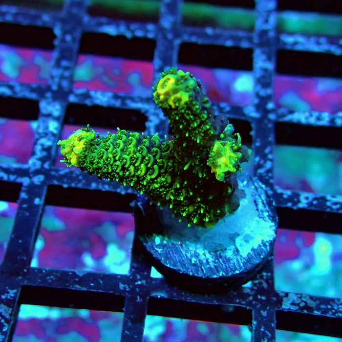 Ultra Green Mille Acro