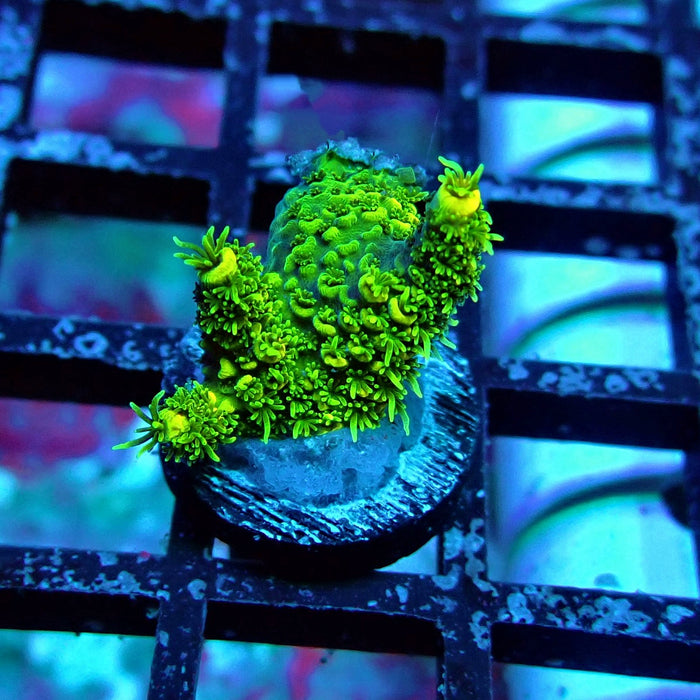 Ultra Green Mille Acro