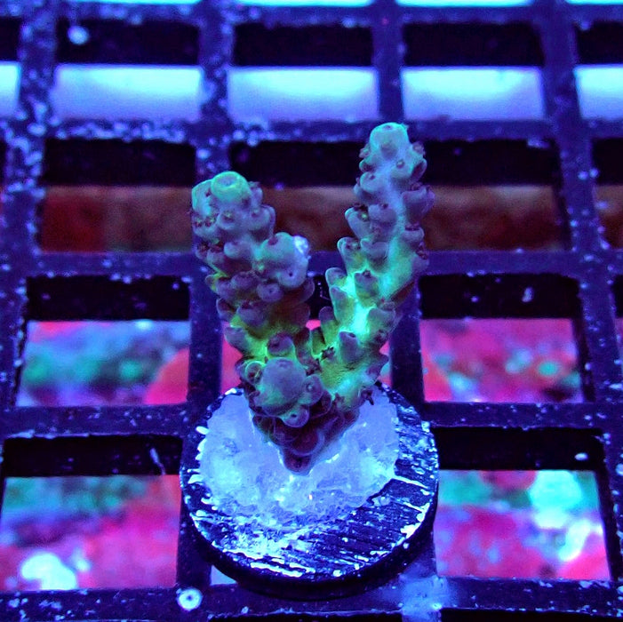 Plana Acro Frag