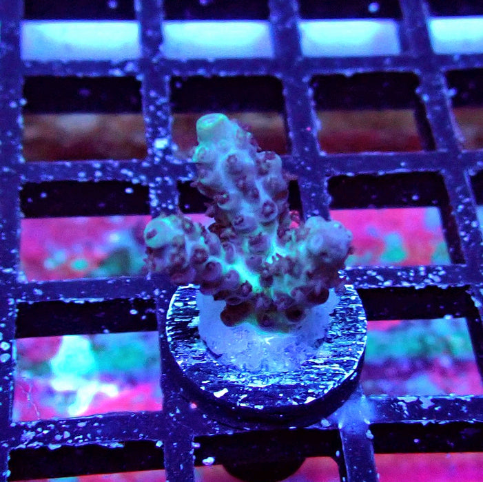 Plana Acro Frag