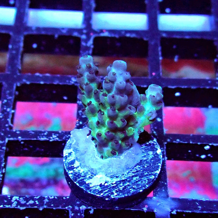 Plana Acro Frag