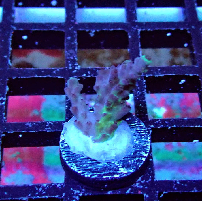 Plana Acro Frag