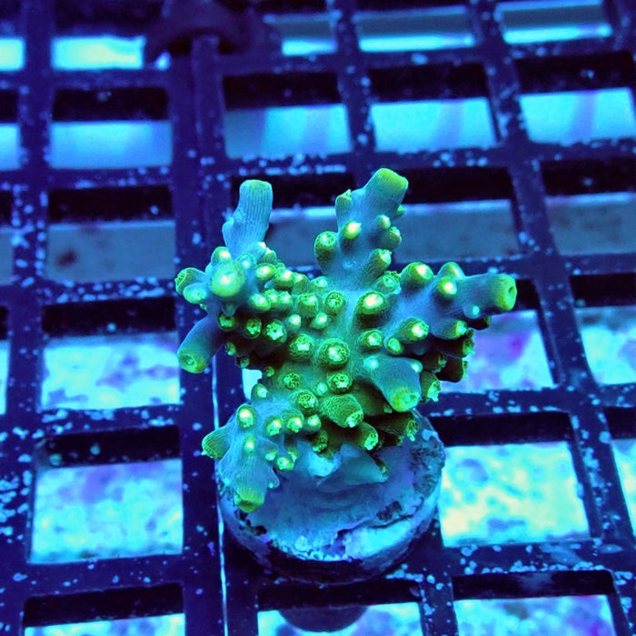 Acro Frag Aquaculture