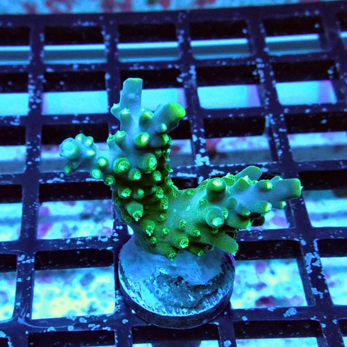 Acro Frag Aquaculture