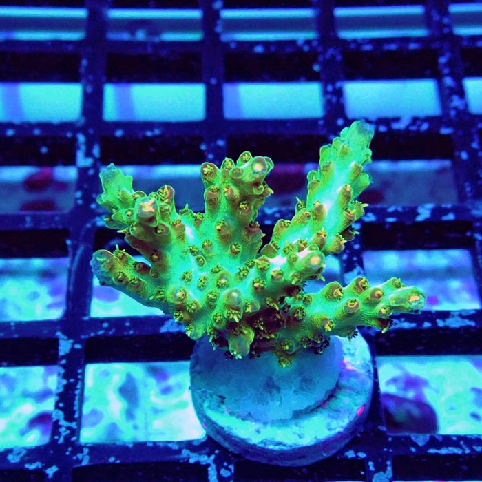 Acro Frag Aquaculture