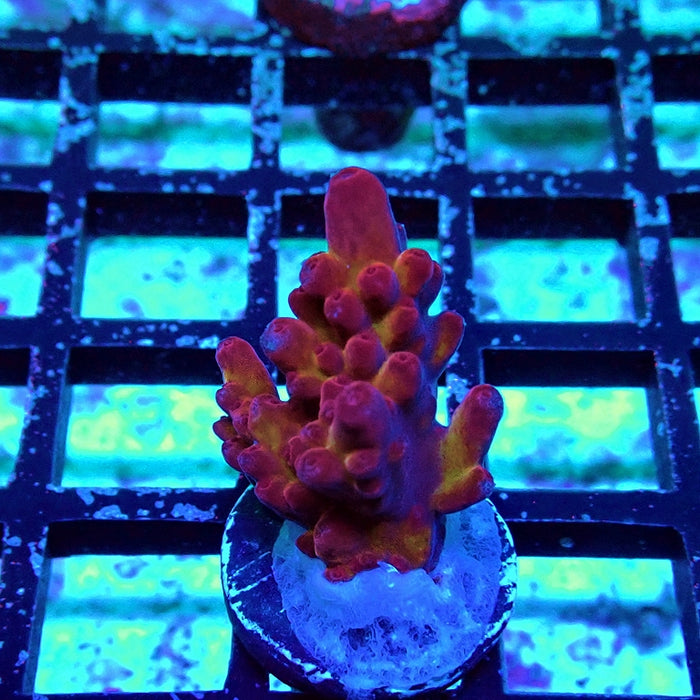 REx Rainbow Pinecone Acro