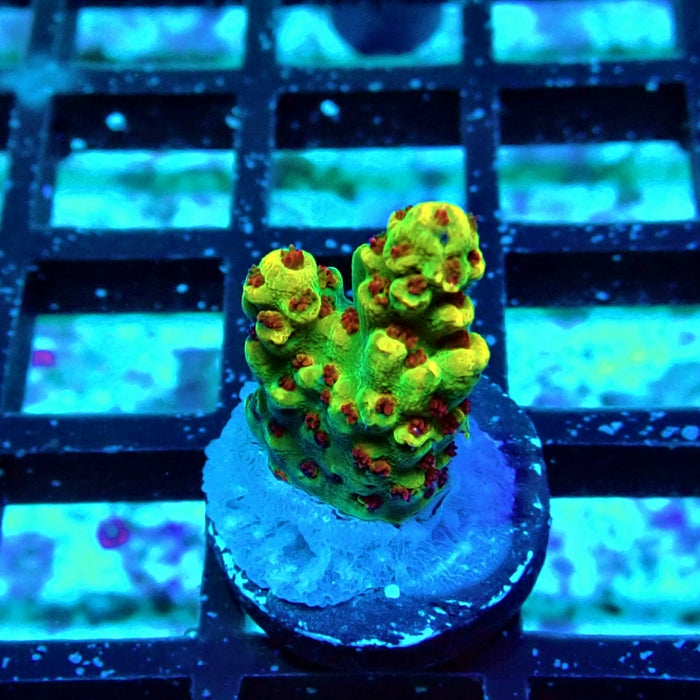 REx Dreamer Acro