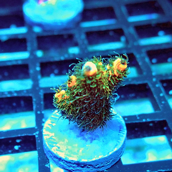 Millepora Orange Green Ultra