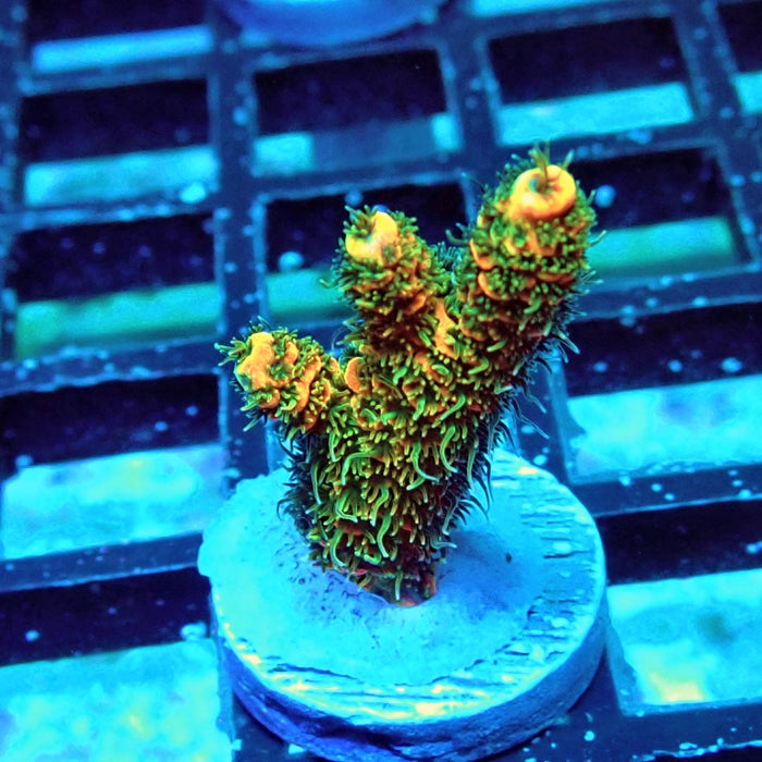 Millepora Orange Green Ultra