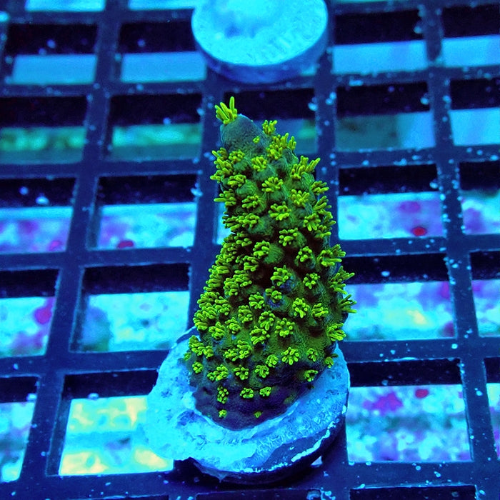 Acro Frag Aquaculture