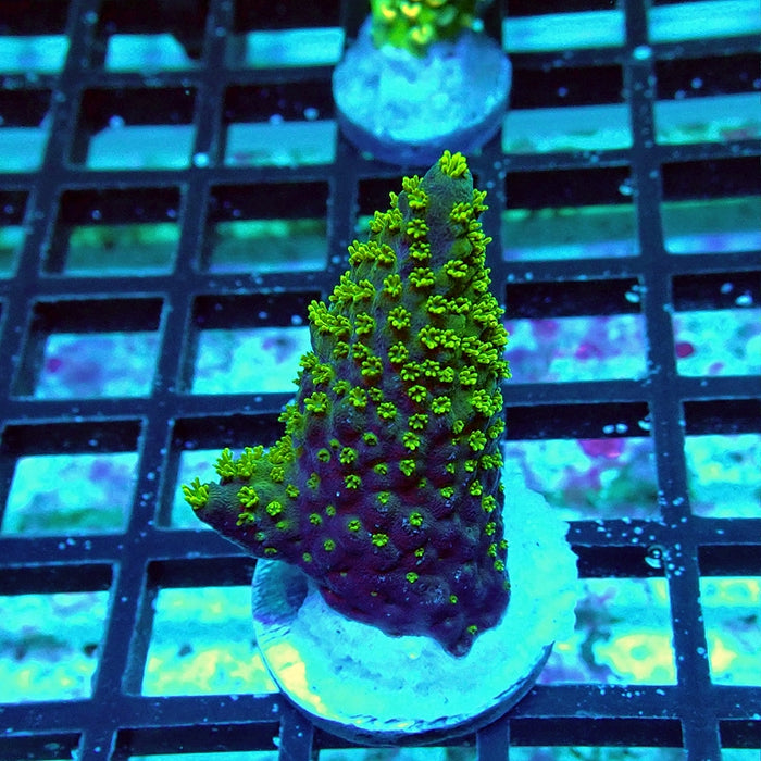 Acro Frag Aquaculture