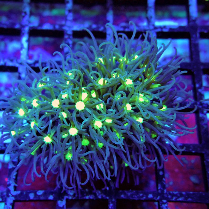 GBR Green Star Polyp Frag