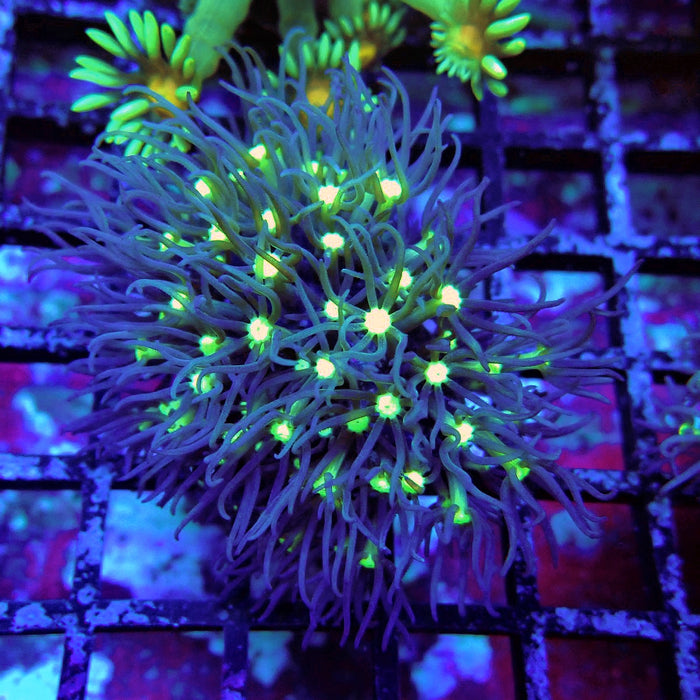 GBR Green Star Polyp Frag