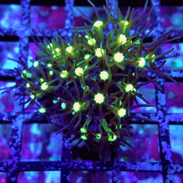 GBR Green Star Polyp Frag
